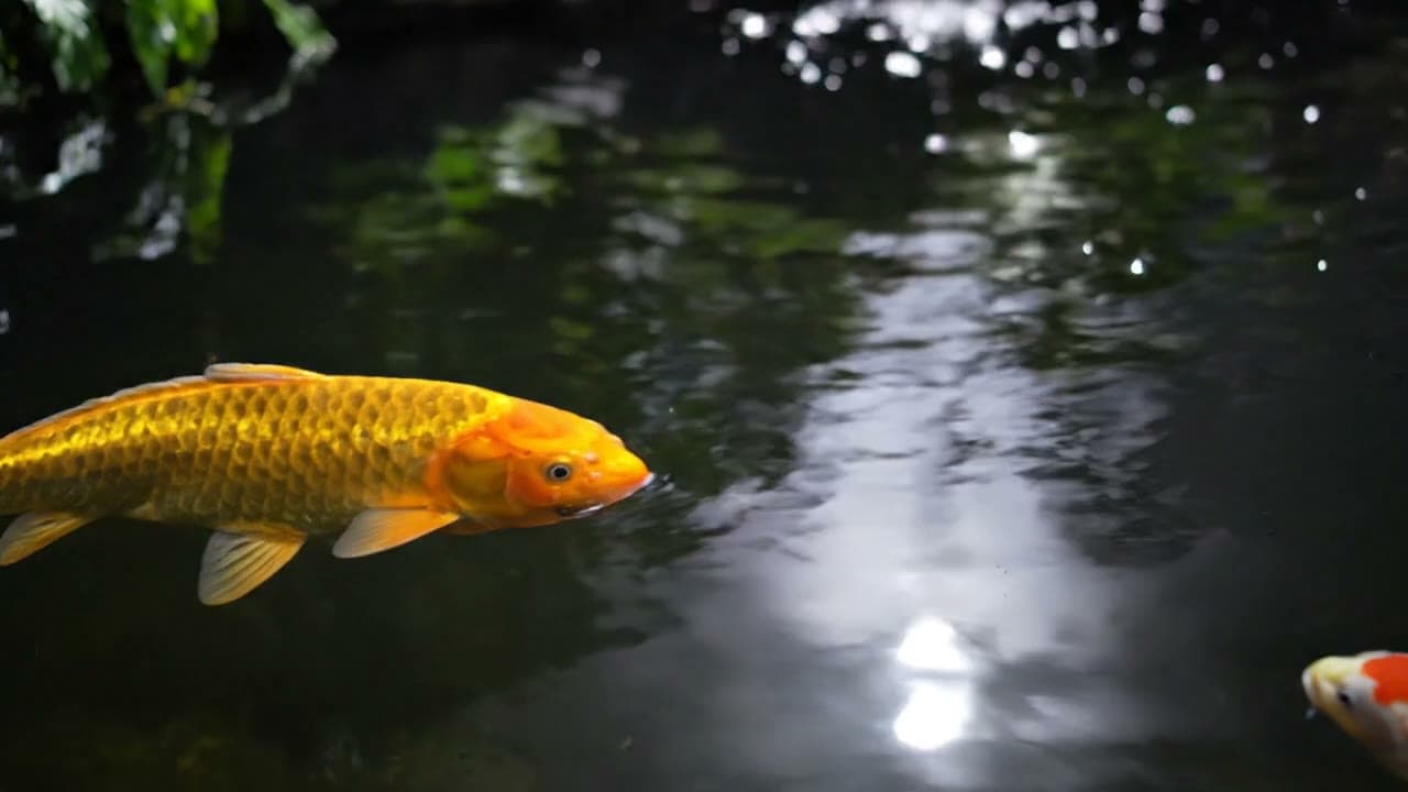 Golden Koi Fish Gliding in a Moonlit Pond