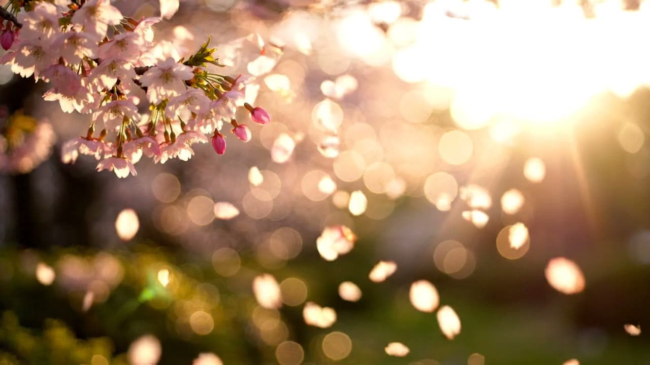 Cherry Blossom Petals Drifting in Spring Wind
